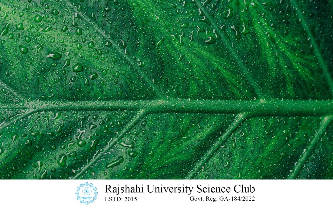 What is Photosynthesis? Learn about the process that powers most life on Earth.